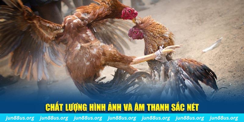 w88 213 gà chọi tiêu phong