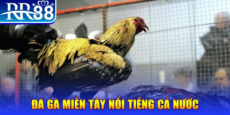 w88 213 đá gà 88